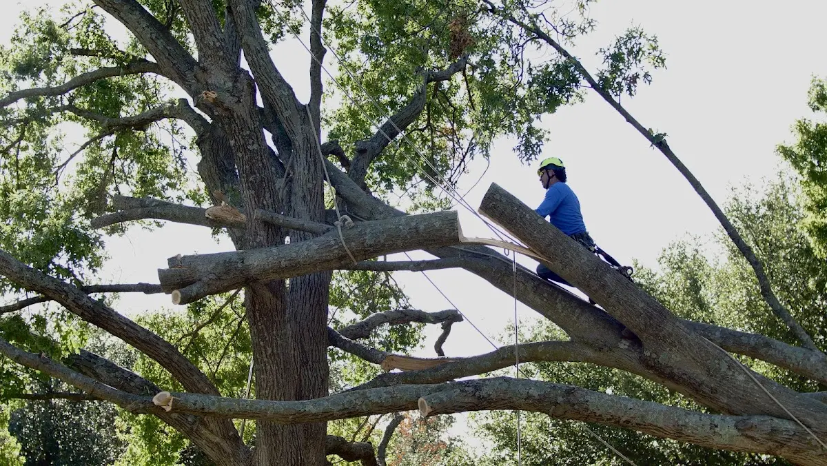 Professional Hazardous Tree Removal performed by certified arborists in Bicknell