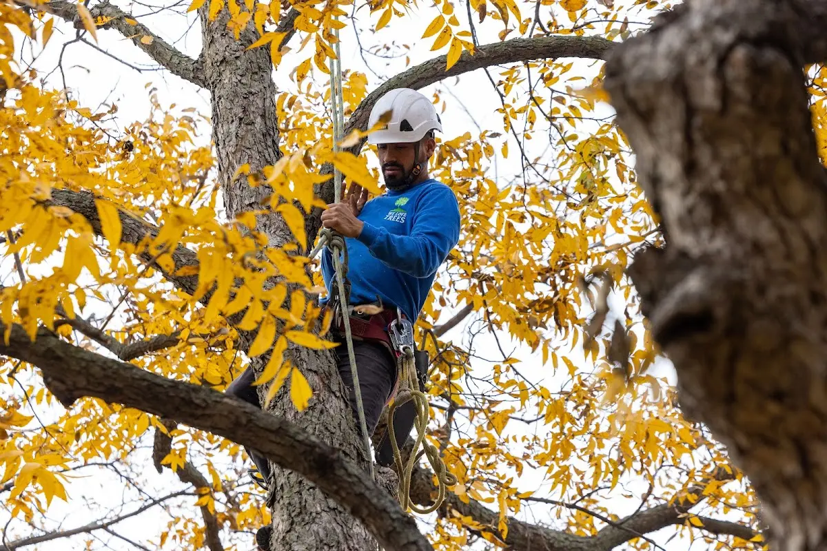 Skilled Emergency Tree Service crew working in Bicknell